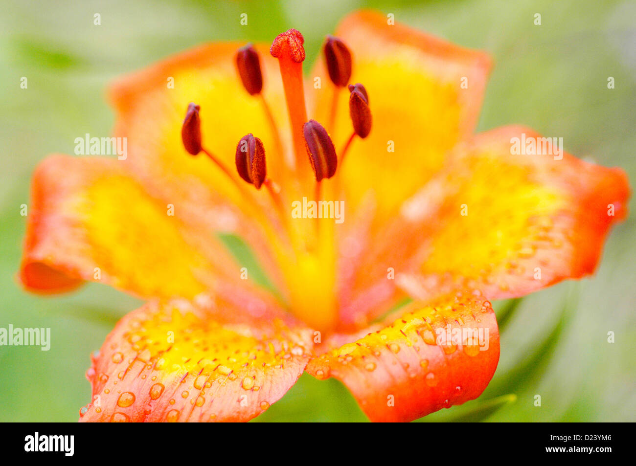 Lilium bulbiferum Banque D'Images