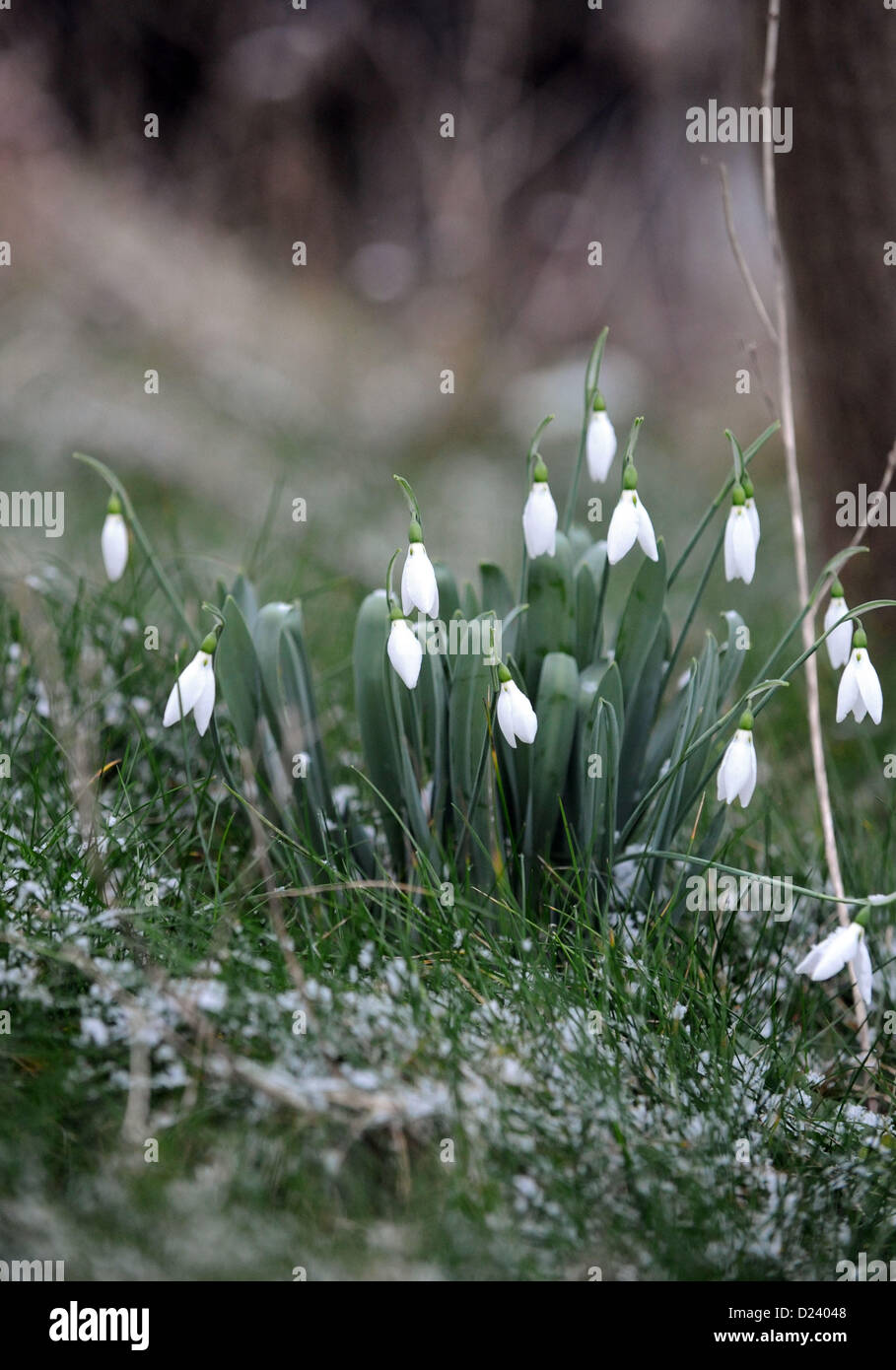 Perce-neige dans la neige et le gel UK Banque D'Images