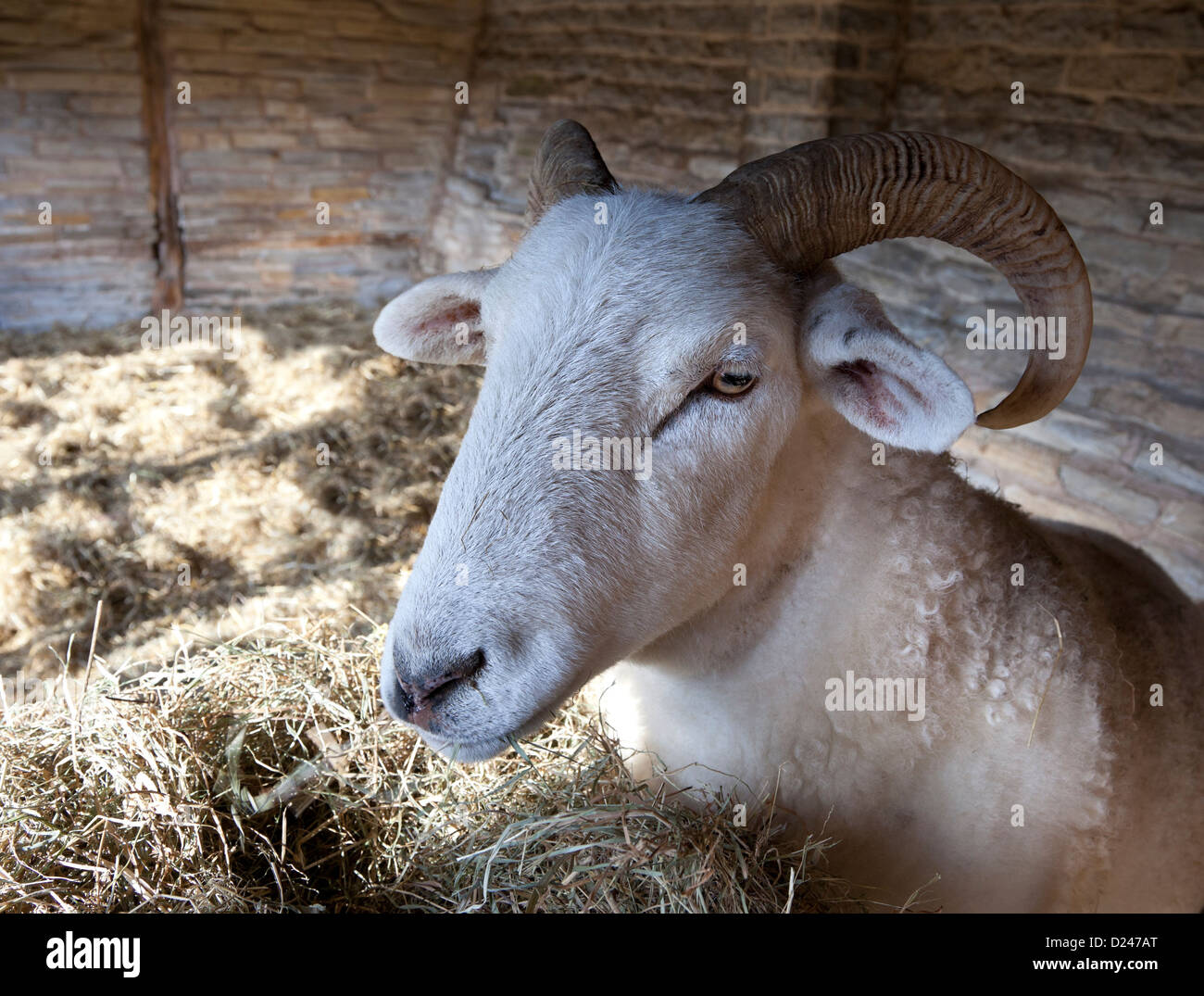 Race Rare mouton dans l'ouvert, à pans de bois de grange, Angleterre Banque D'Images