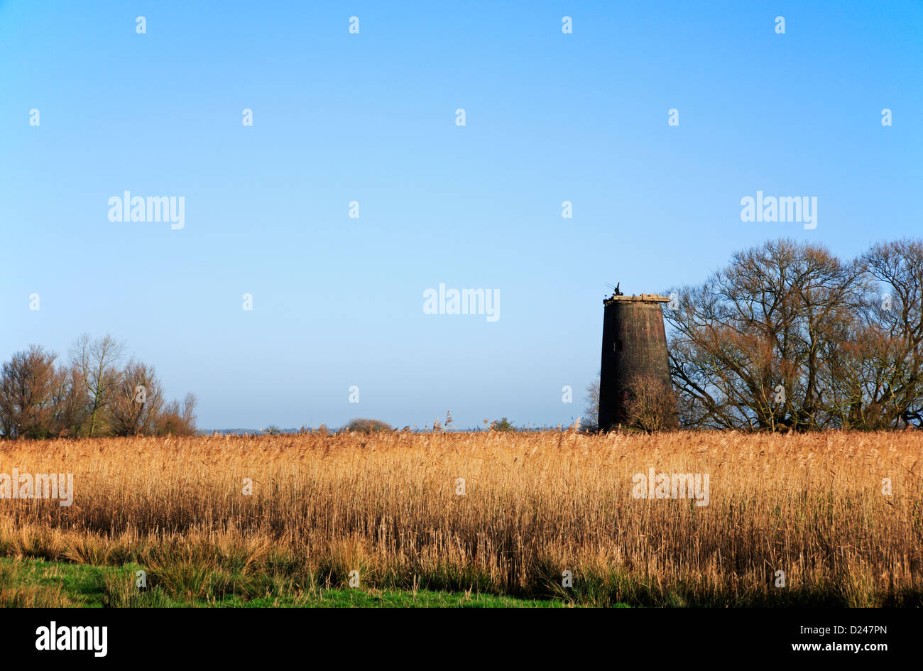 Une vue de la pierre du moulin abandonné de drainage au-delà d'une roselière à Wickhampton, Norfolk, Angleterre, Royaume-Uni. Banque D'Images