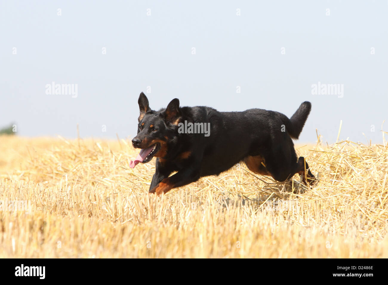 Chien Beauceron / Berger de Beauce noir et feu (adultes) s'exécutant dans un champ Banque D'Images