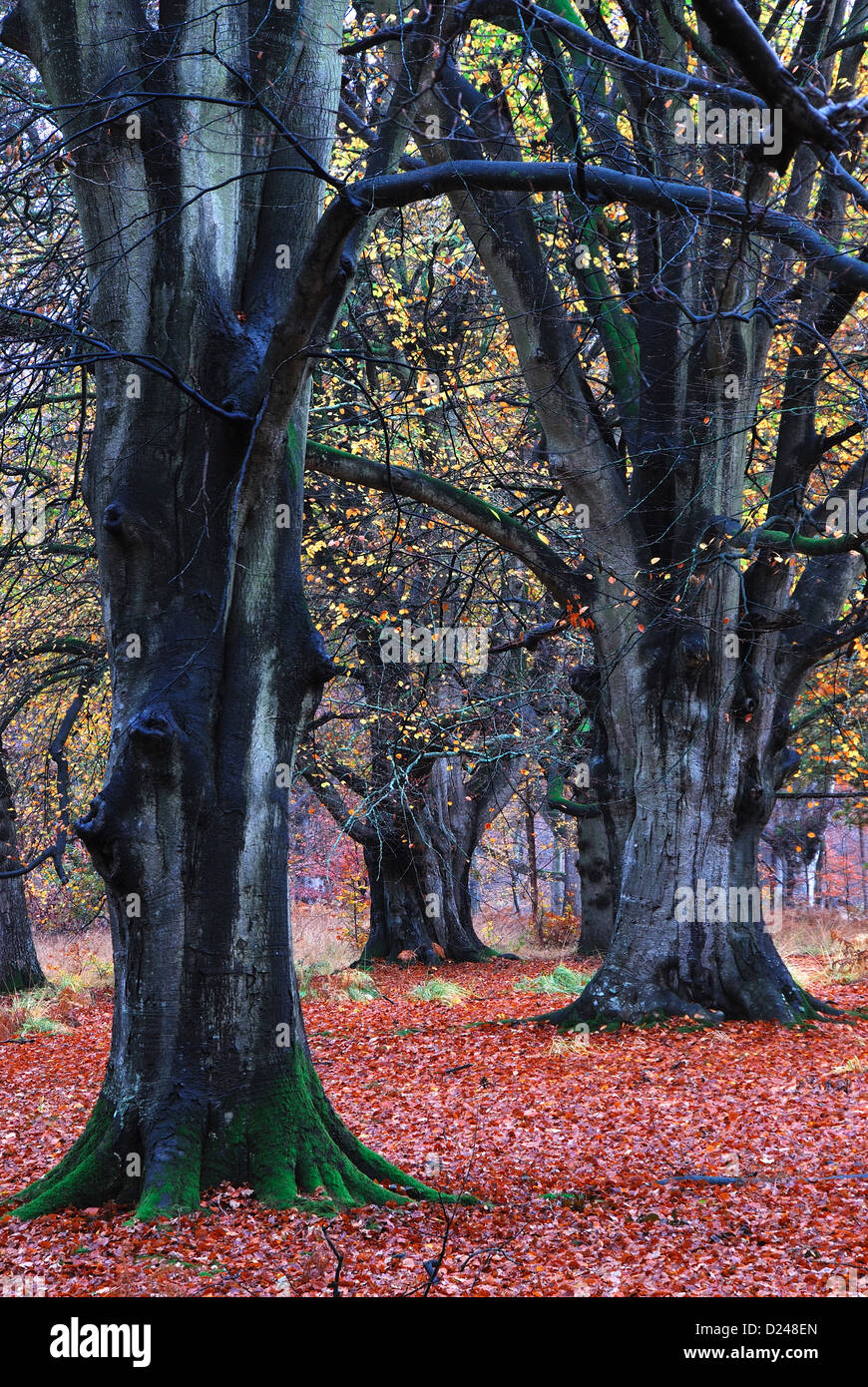 Les hêtres dans la forêt de Savernake, Wiltshire, Royaume-Uni. L'automne Banque D'Images