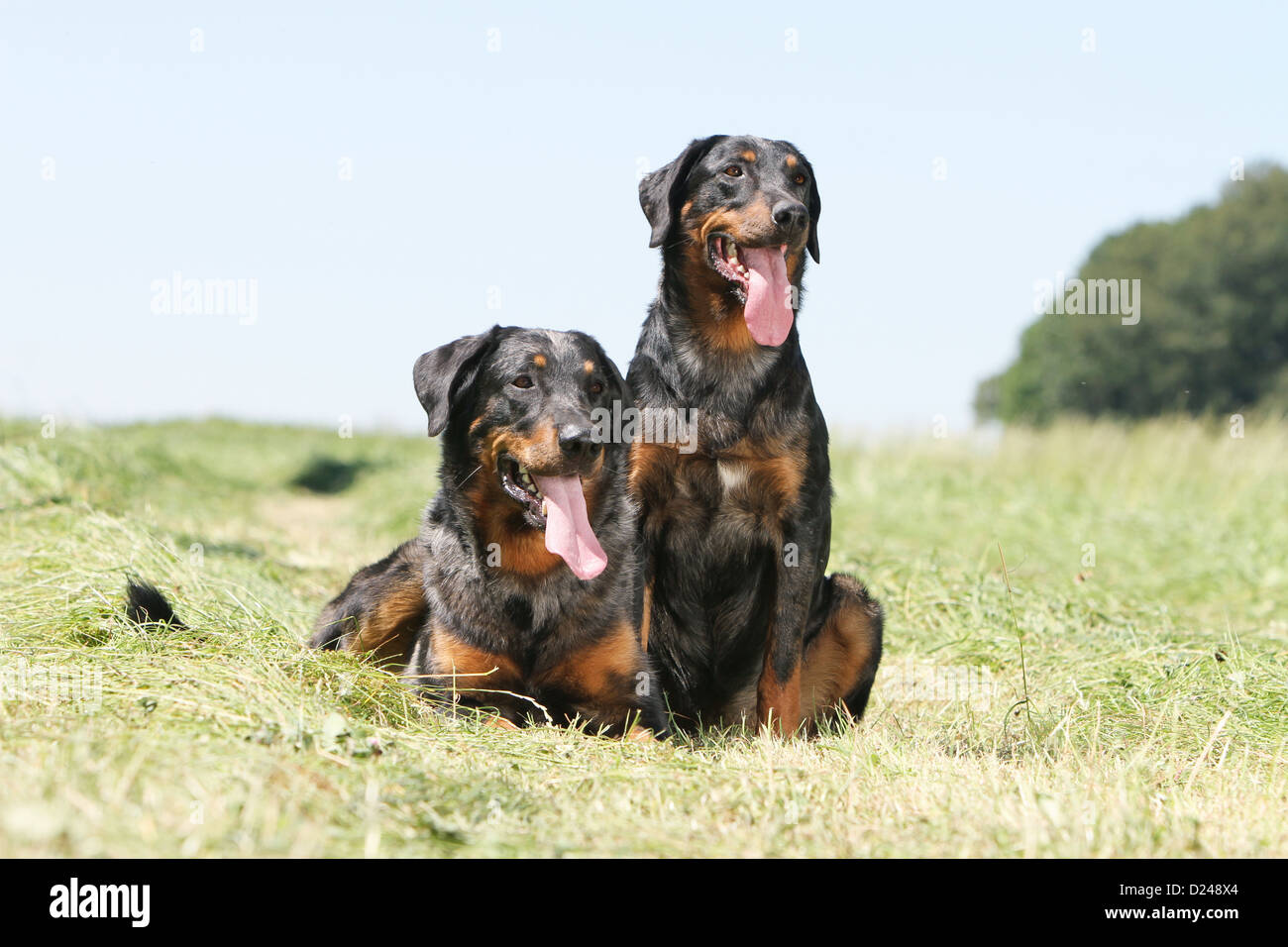 Photo beauceron arlequin adulte — 1