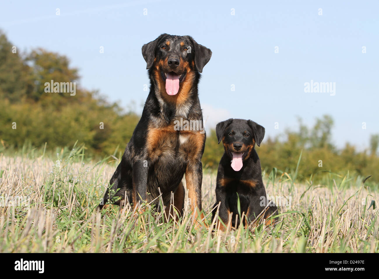 Pegatina De Coche Beauceron | Perro Berger De Beauce | Resistente A La Intemperie