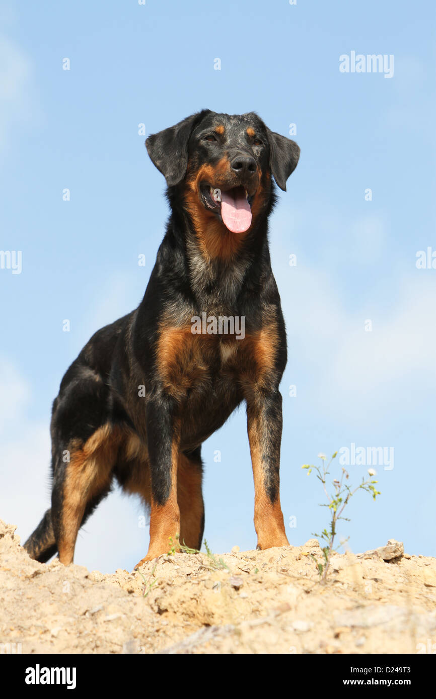 Chien Beauceron Berger De Beauce Arlequin Adultes Debout Sur Le Terrain Photo Stock Alamy