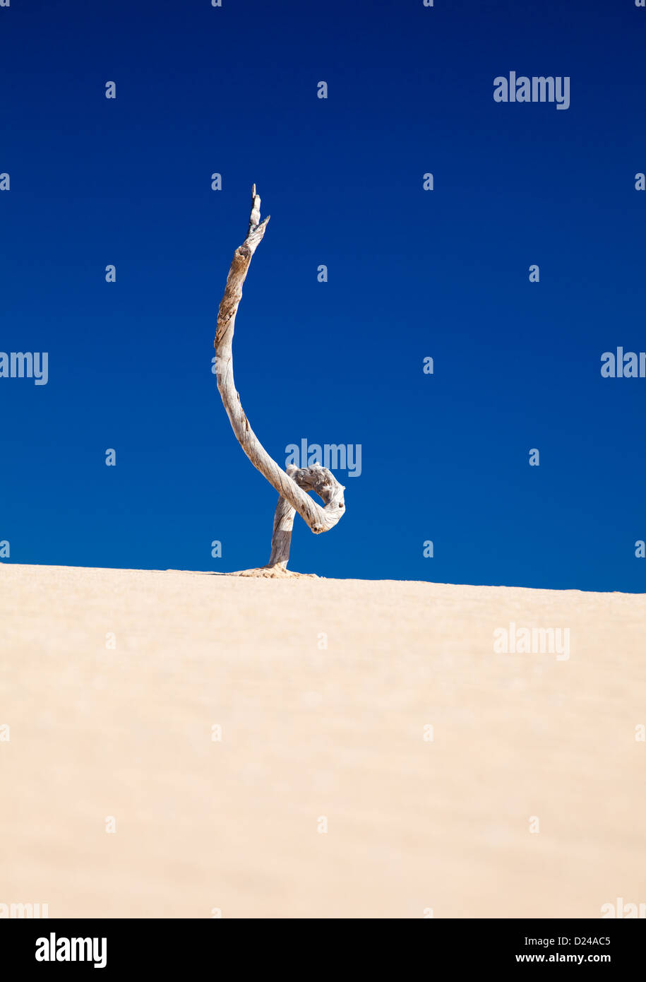 Ciel bleu et sable dans les dunes, morceau de bois sec comme une sculpture éphémère Banque D'Images