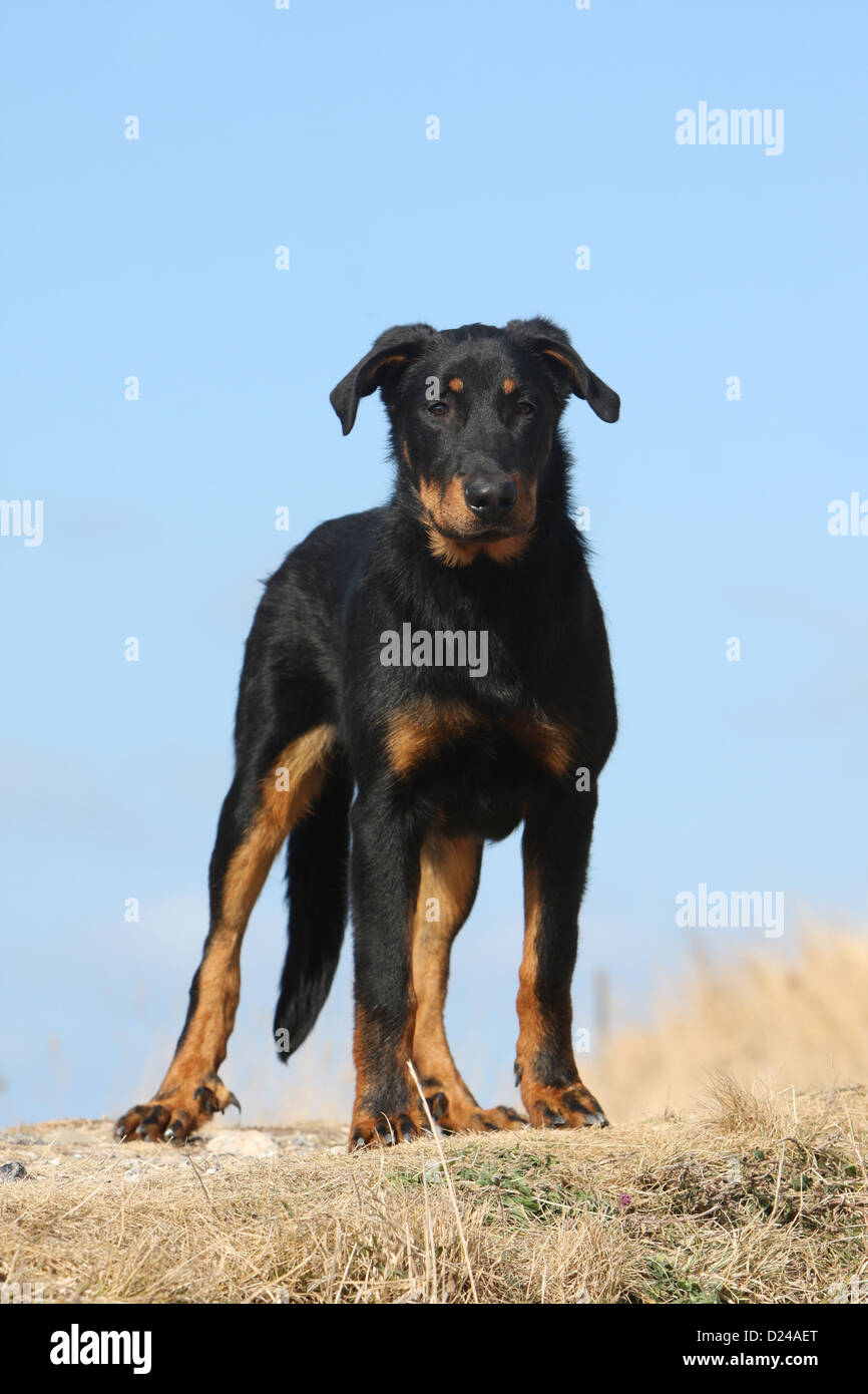 Chien De Berger Beauce Photos Chien De Berger Beauce