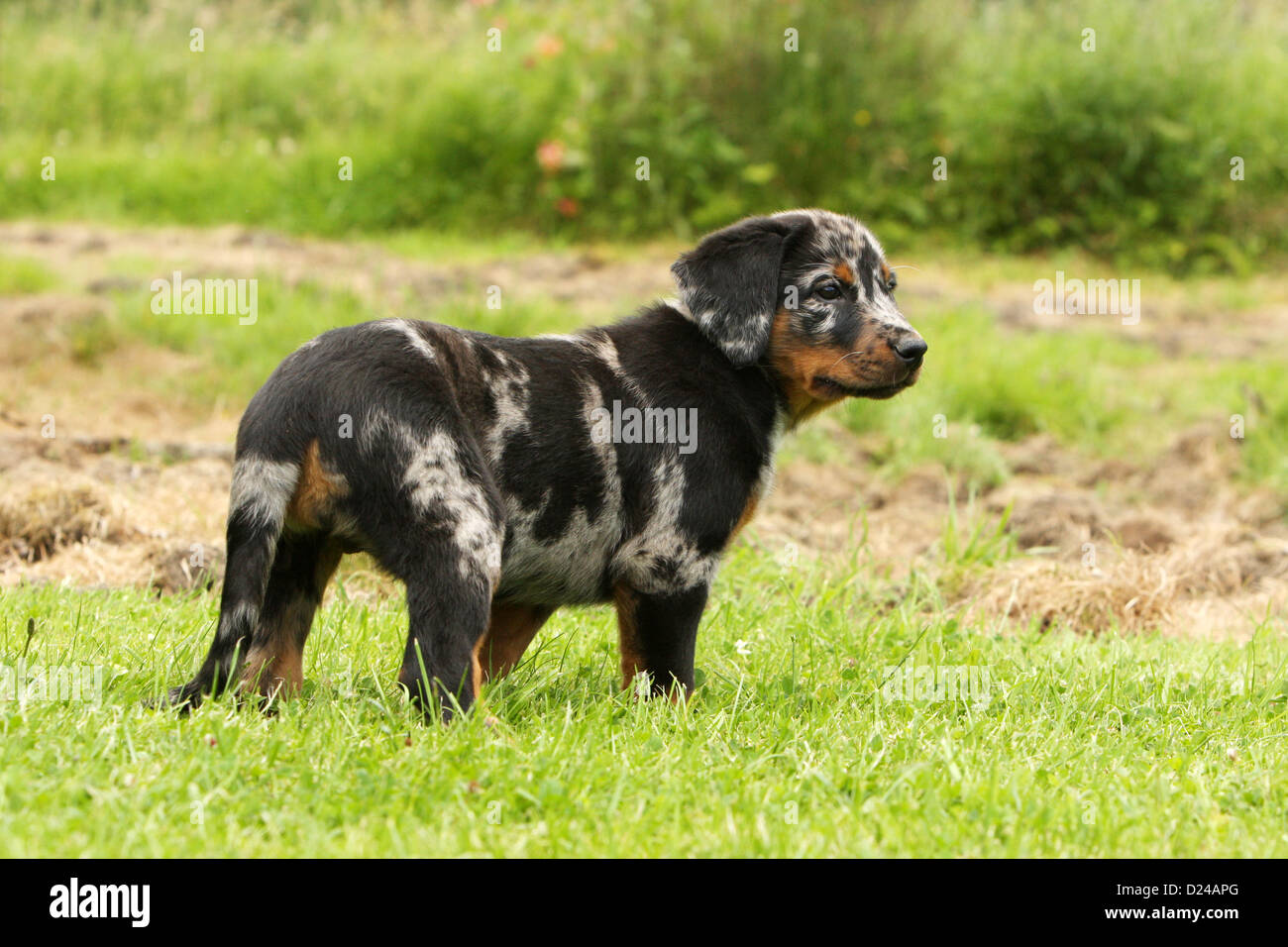 Beauceron Dog Banque D Image Et Photos Alamy
