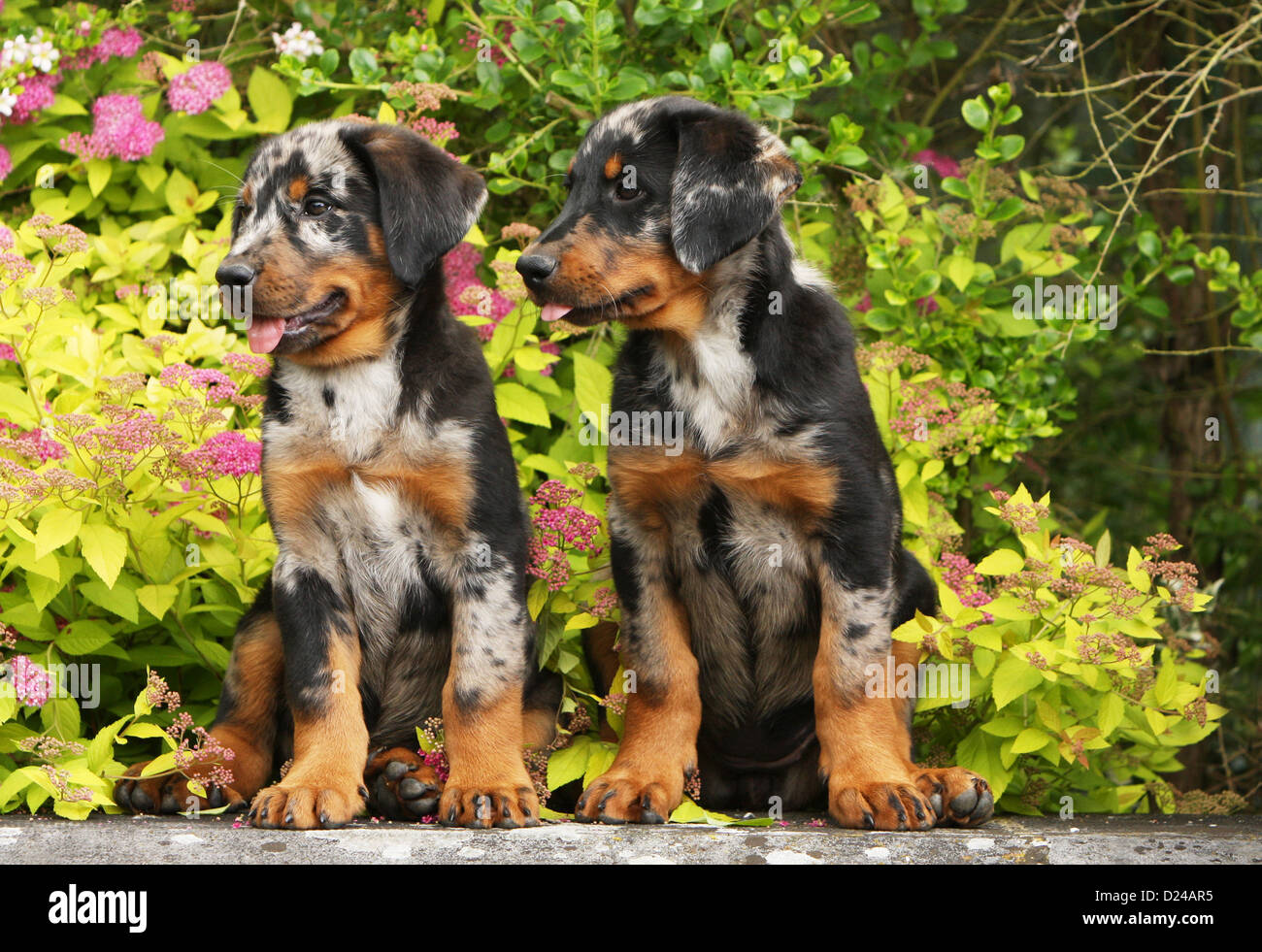 Beauceron Arlequin Banque D Image Et Photos Alamy