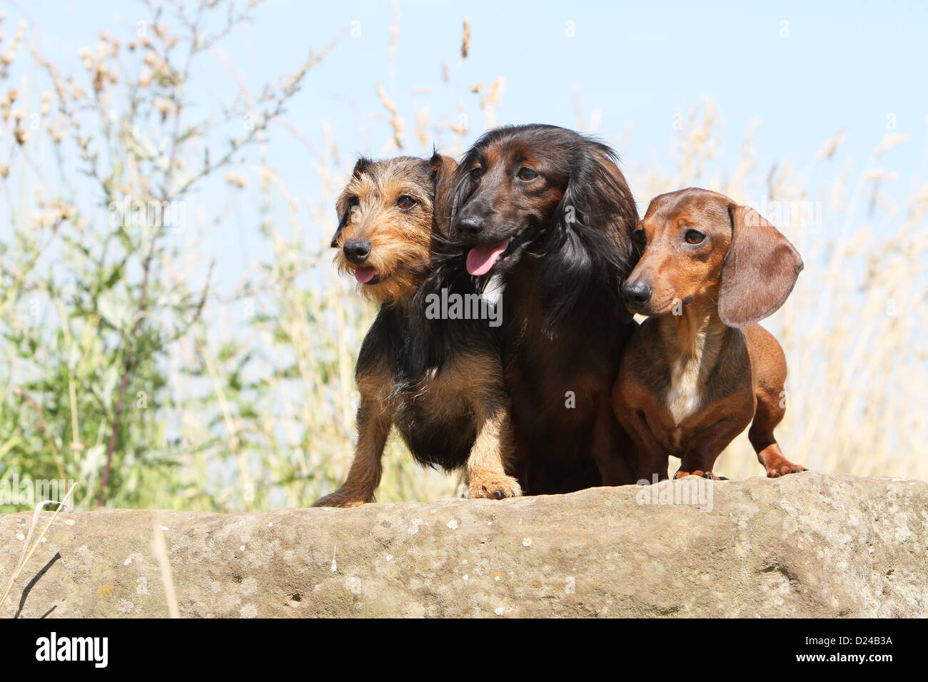 / Teckel chien Dackel Teckel / trois adultes poils différents ( câble, long et court) aux cheveux couleur rouge sur un rocher de sanglier Banque D'Images