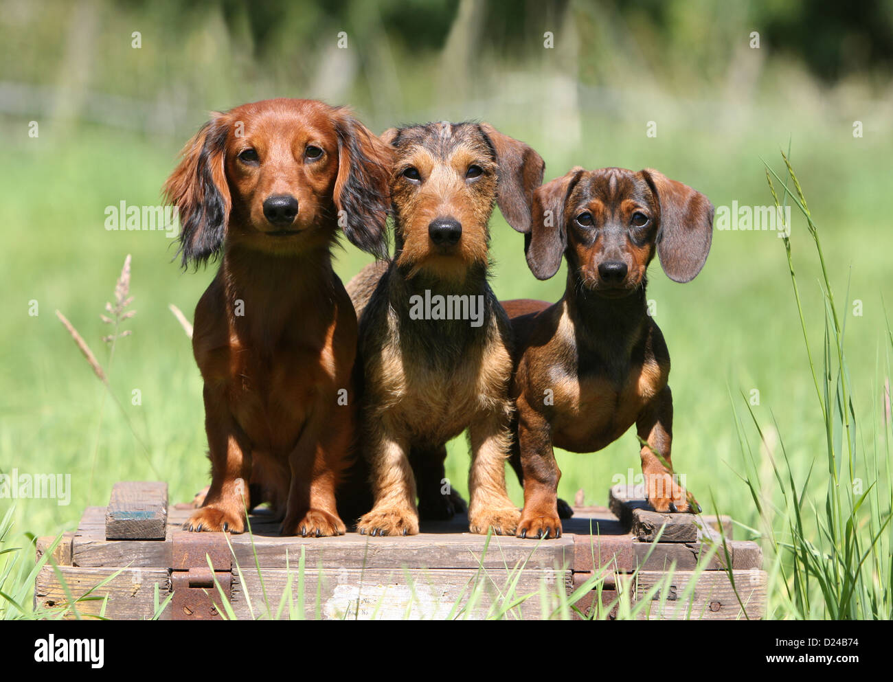 / Teckel chien Dackel Teckel / trois adultes différents poils (long, et le fil rouge) aux cheveux courts assise sur une espèce de sanglier Banque D'Images