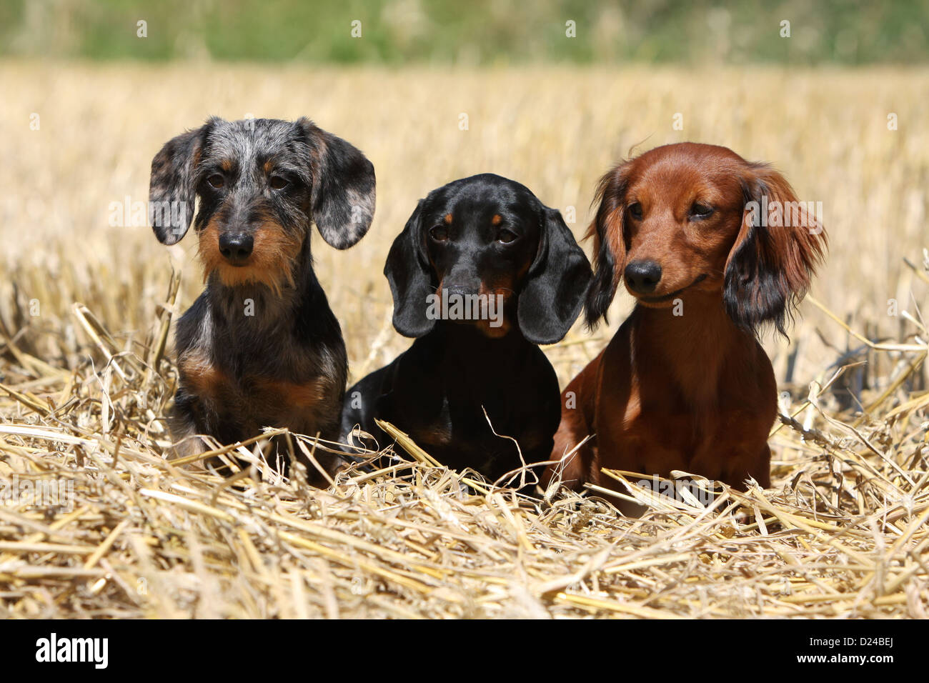 / Teckel chien Dackel Teckel / trois adultes différents poils (sur le fil, aux cheveux courts et longs) et de couleurs différentes (trois couleurs) Banque D'Images