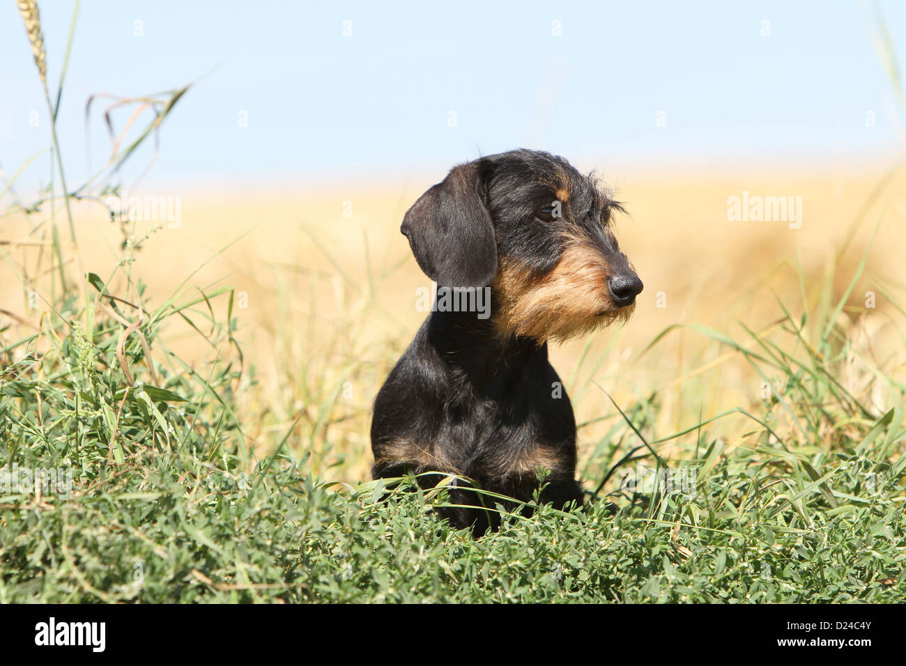 Teckel Chien Dackel Teckel Poil Dur Noir An Tan Profil