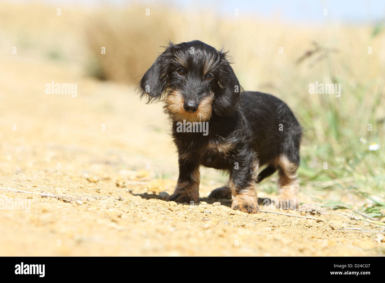 / Teckel chien Dackel Teckel poil dur / chiot (noir et feu) Comité permanent Photo Stock Alamy