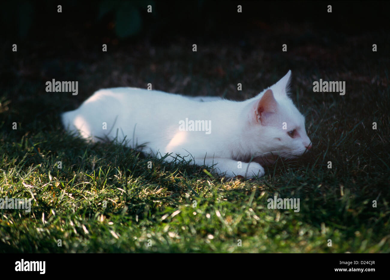 Chaton blanc dans l'herbe en attendant de bondir Banque D'Images