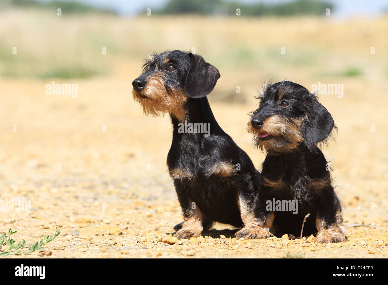 Chien Teckel Dackel Teckel poil dur / / adulte et chiot (noir et feu) assis  sur le sol Photo Stock - Alamy