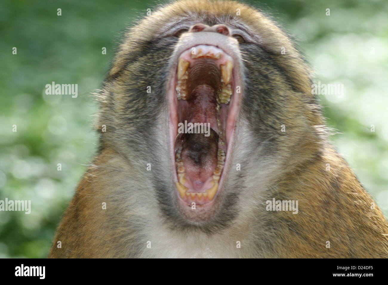 Appareil photo dans le bâillement de singe Banque D'Images