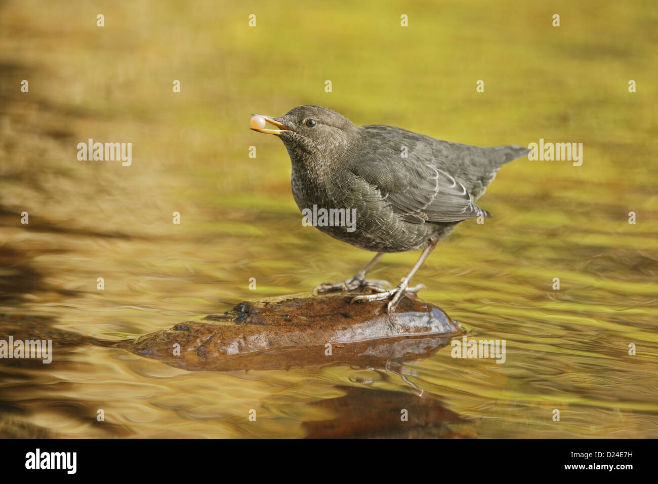 Cincle d'Amérique Cinclus mexicanus alimentation immatures d'oeuf de saumon sur l'article de pierre sur la rivière dans une grande forêt côtière tempérée Banque D'Images