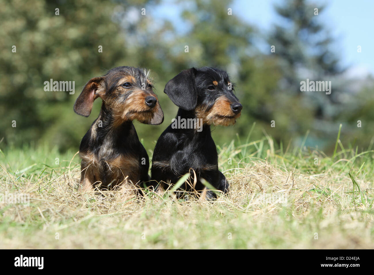 / Teckel chien Dackel Teckel poil dur / deux chiots (couleur sanglier, noir et feu) assis dans un pré Banque D'Images