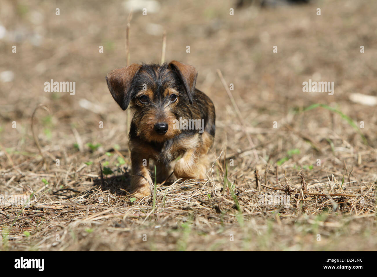 Chiot teckel à poil dur Banque de photographies et d’images à haute résolution Alamy