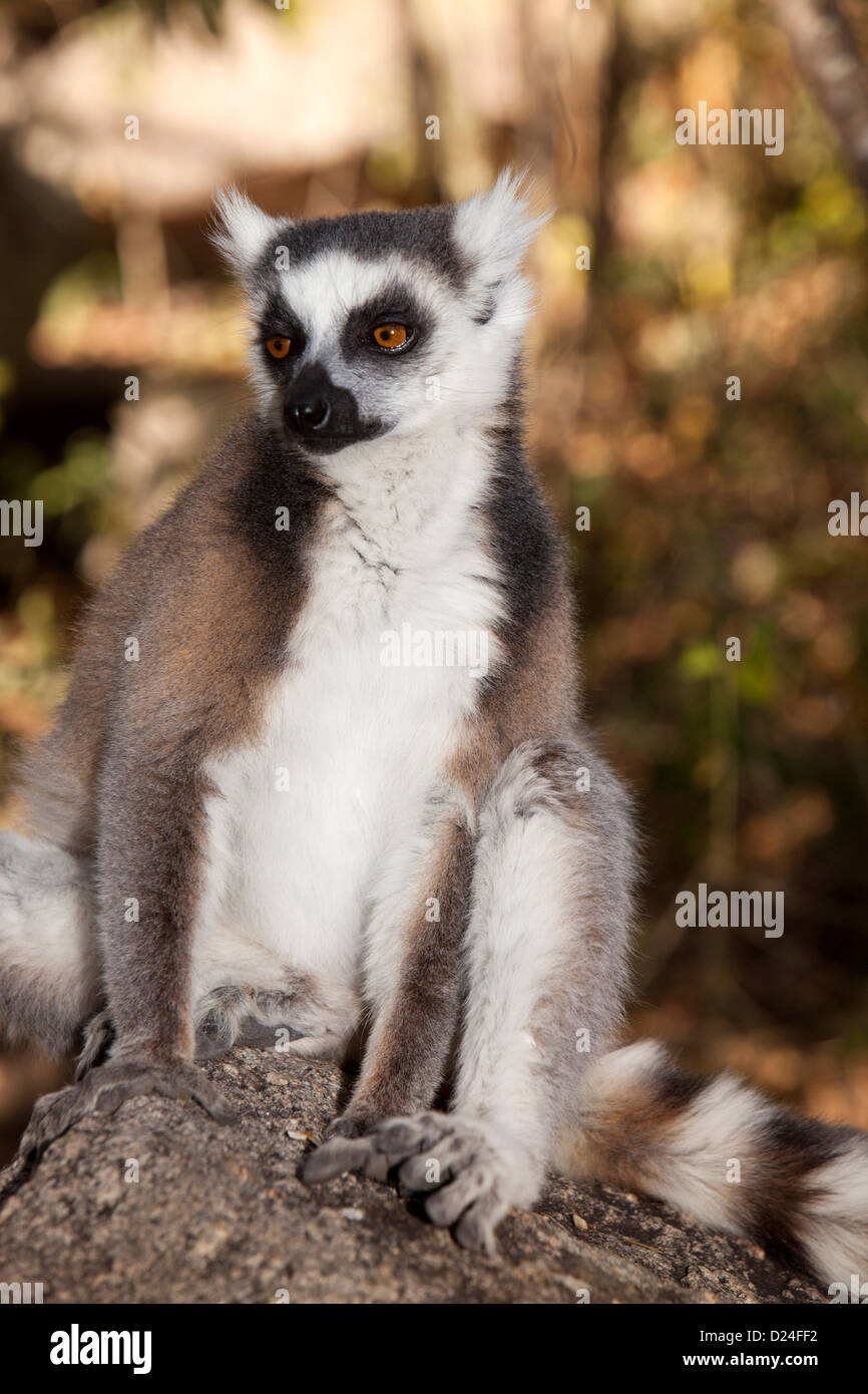 Madagascar, Ambalavao, réserve d'Anja, lémuriens, Lemur catta Ringtailed sitting on rock Banque D'Images