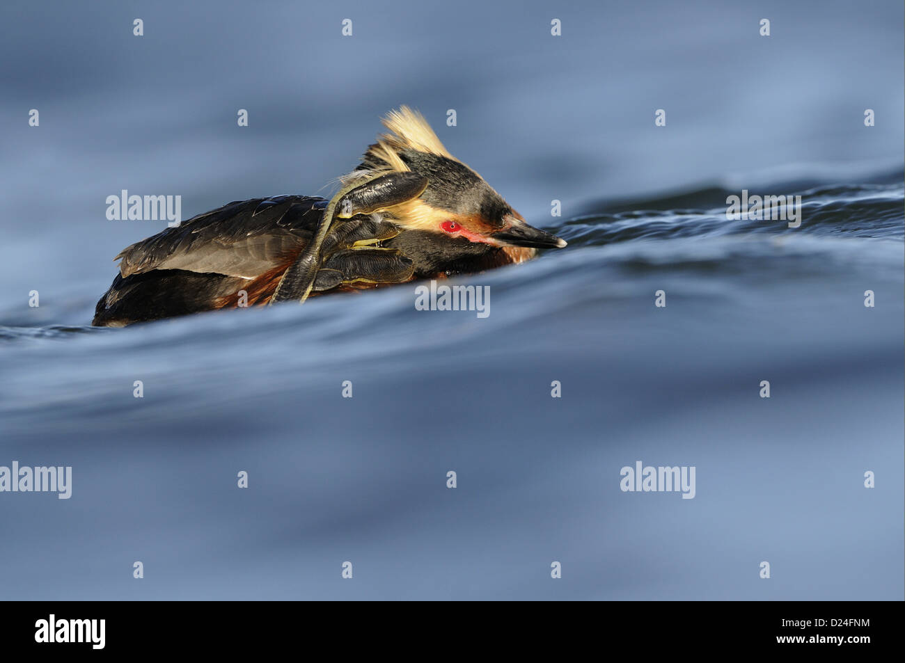 Quantite Grebe (Podiceps auritus) adulte en plumage nuptial, la tête, gratter avec le pied sur l'eau, l'Islande, juin Banque D'Images