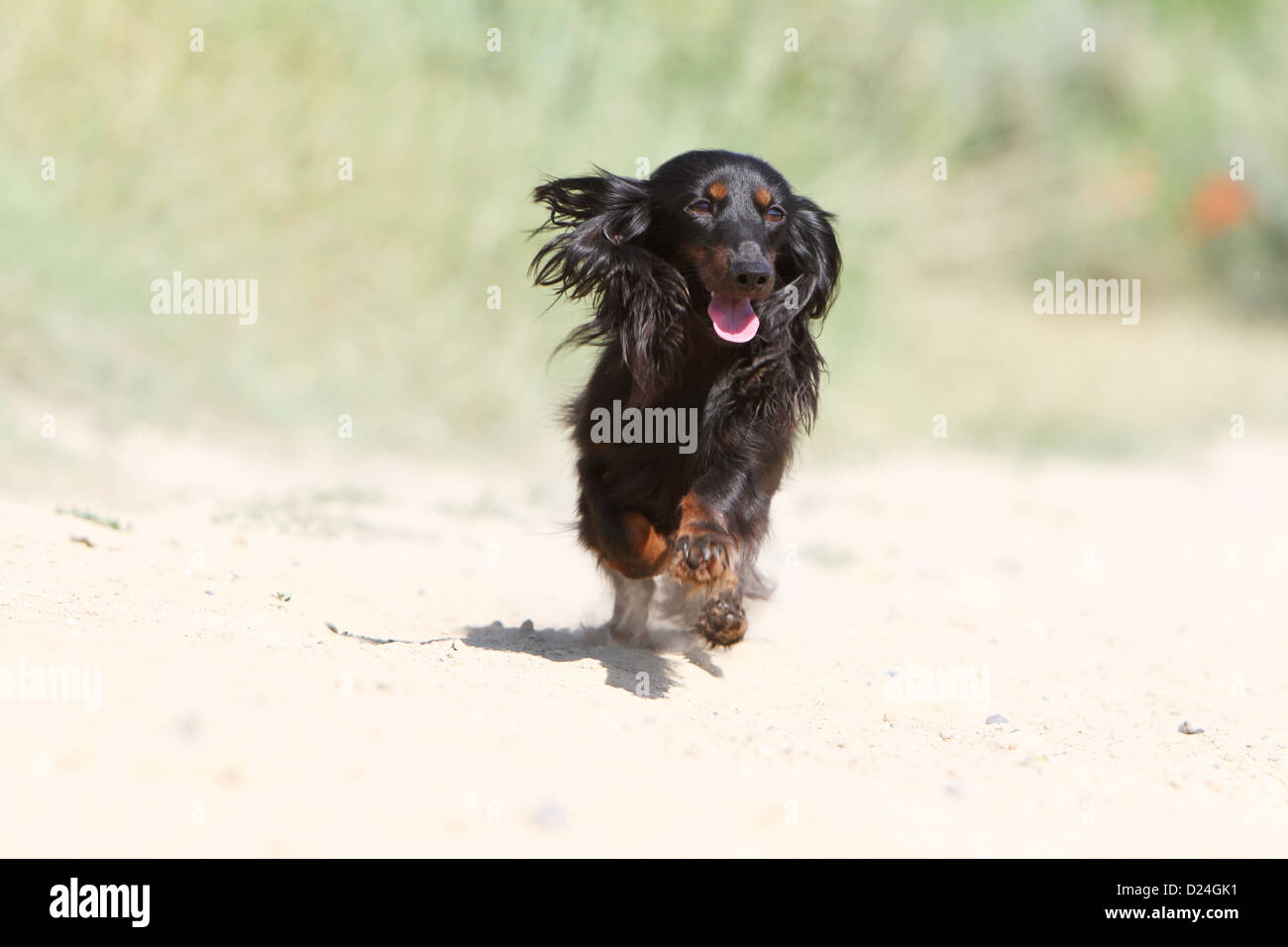 Chien Teckel à poil long Teckel Dackel / / adulte (noir et feu Photo Stock Alamy