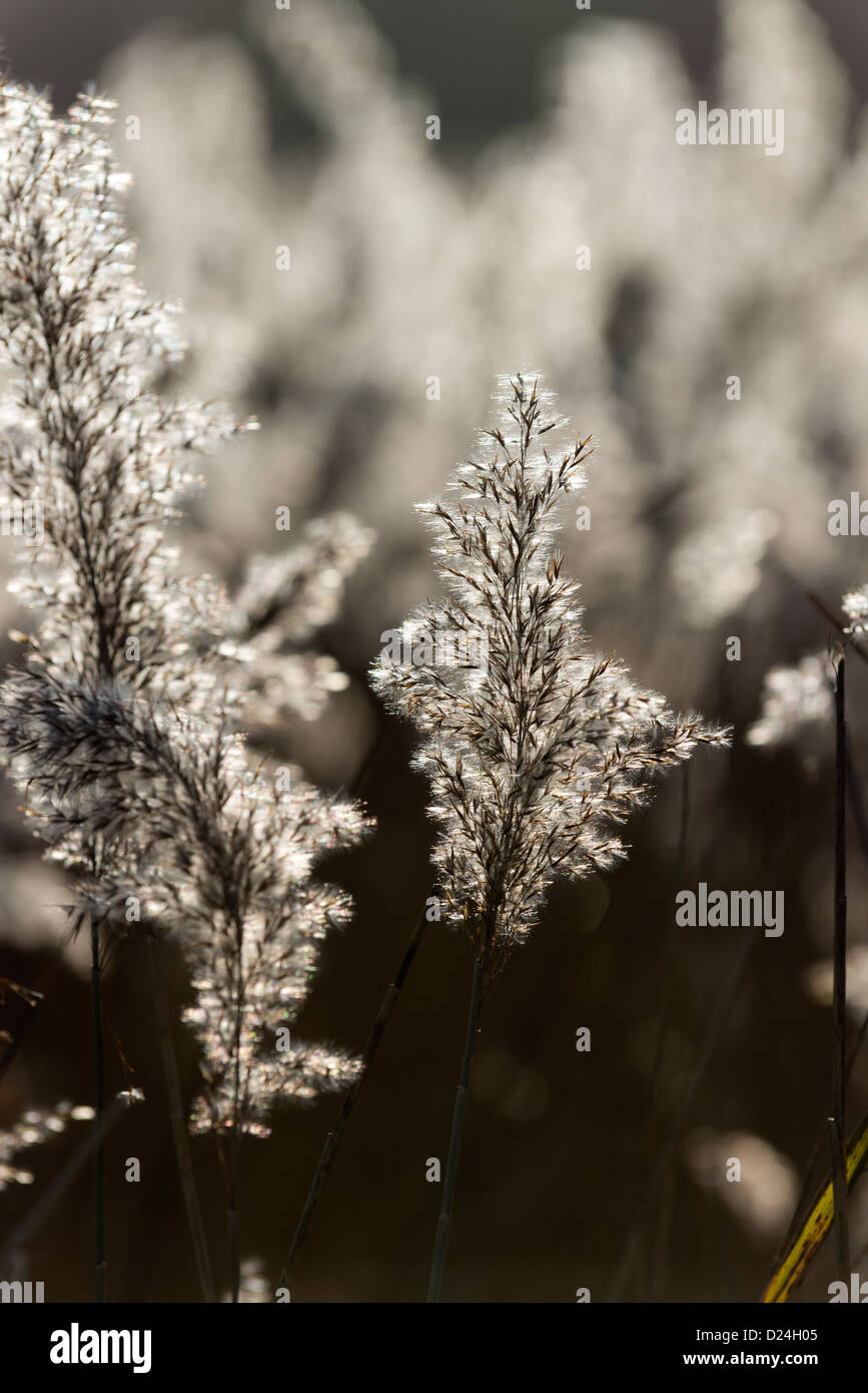 Roseaux Phragmites dans rétroéclairé winter sunshine, Norfolk, Angleterre, Décembre Banque D'Images