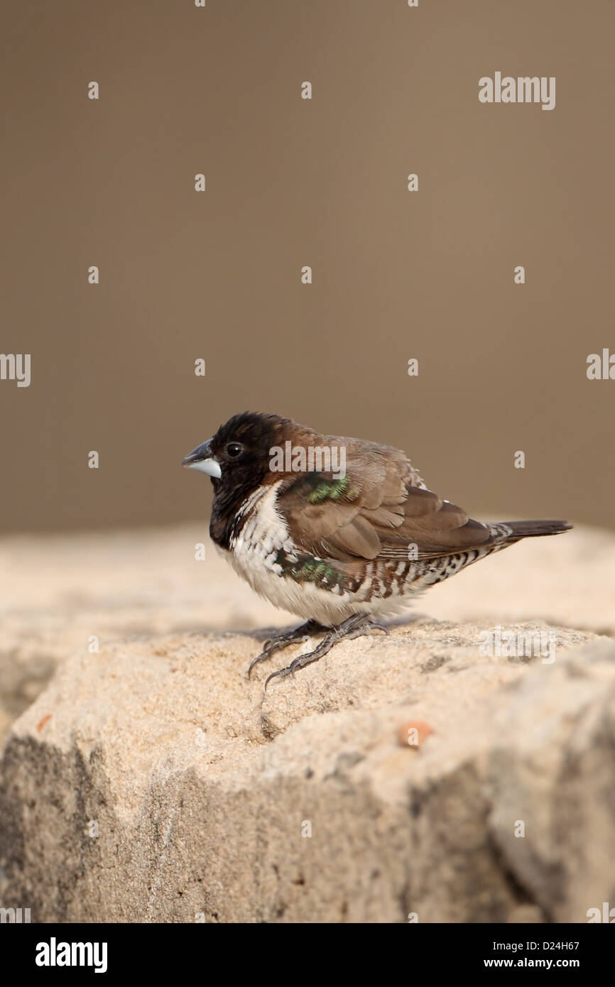 La Munia Lonchura cucullata (bronze) adulte, debout sur le mur, Division de l'Ouest, la Gambie, février Banque D'Images