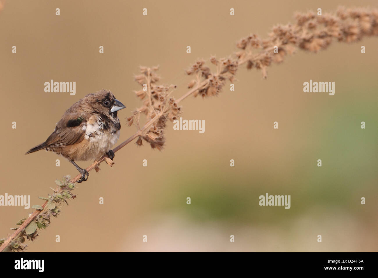 La Munia Lonchura cucullata (bronze) adulte, perché sur la tige, la Division de l'Ouest, la Gambie, février Banque D'Images
