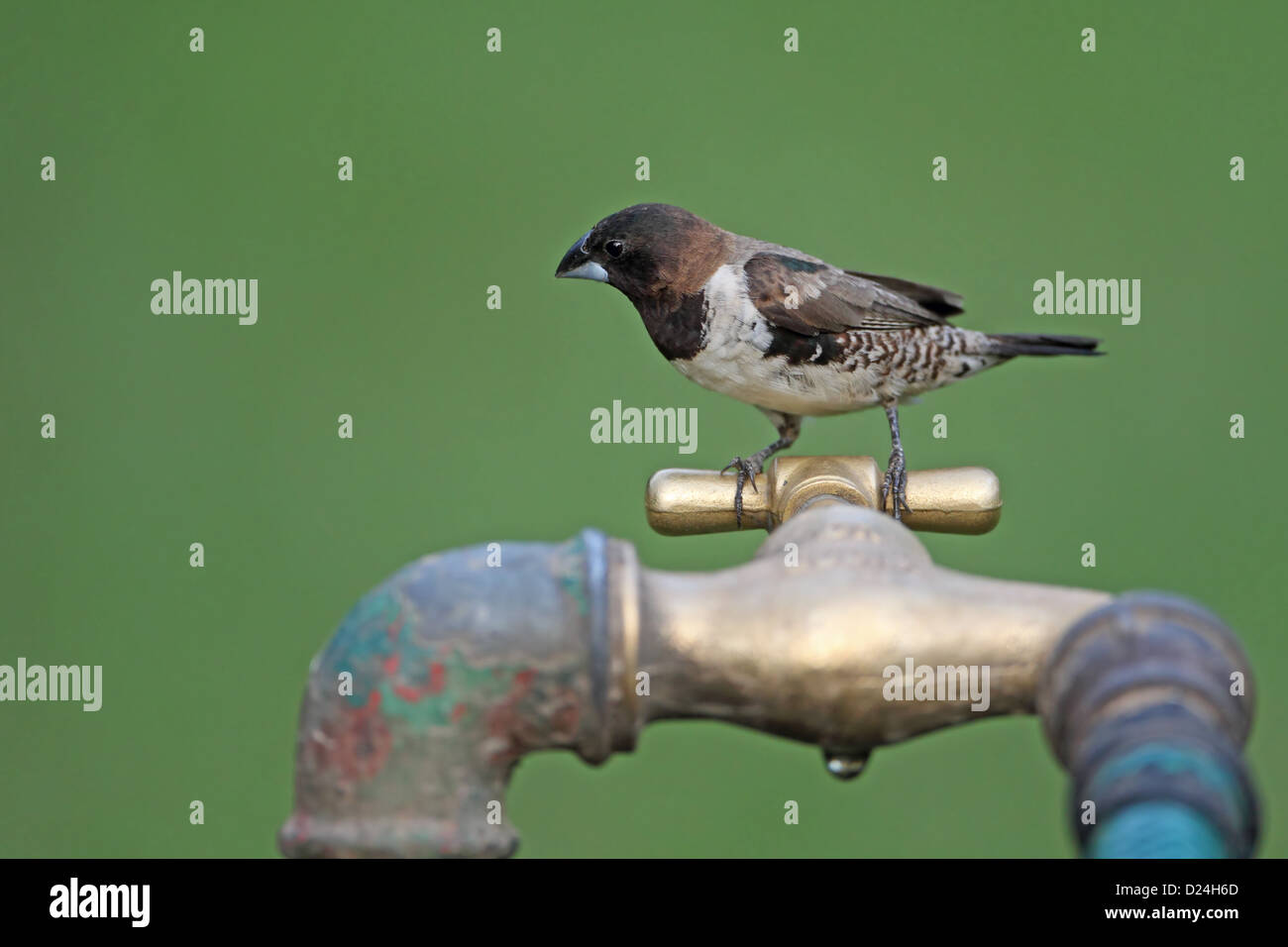 La Munia Lonchura cucullata (bronze) adulte, perché sur le robinet, Division de l'Ouest, la Gambie, mars Banque D'Images