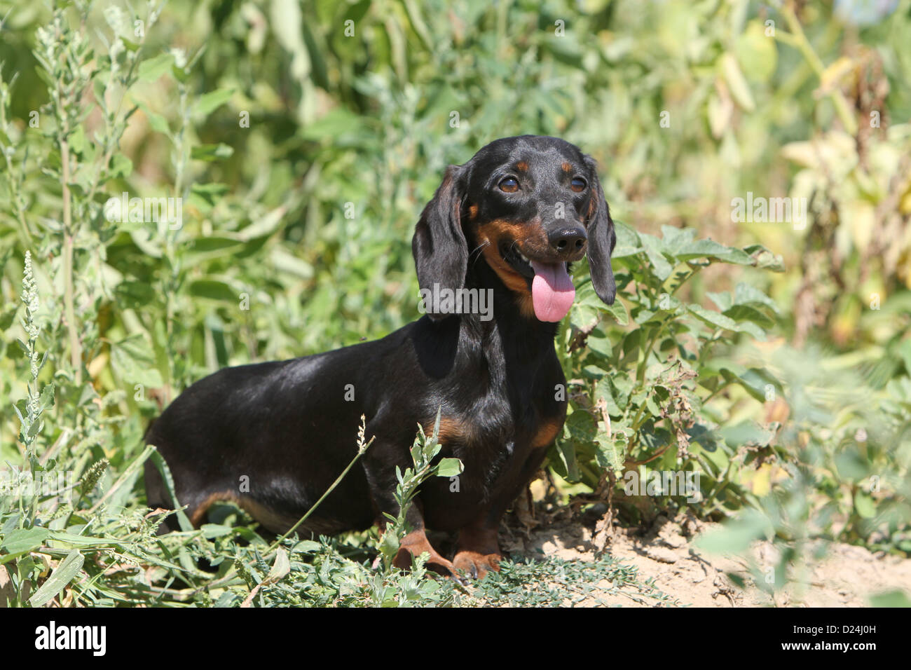/ Teckel chien Dackel Teckel / adultes aux cheveux courts (noir et feu) dans un pré Photo Stock