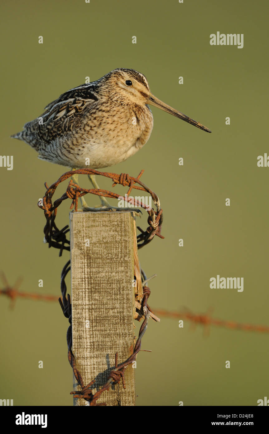 La Bécassine des marais (Gallinago gallinago) adulte, debout sur fencepost avec barbelés rouillés, l'Islande, juin Banque D'Images