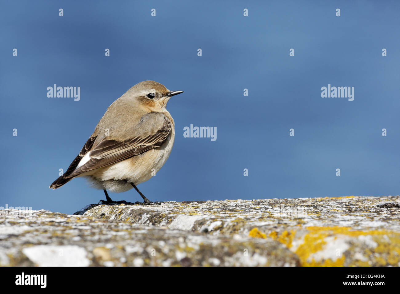Traquet motteux (Oenanthe oenanthe) femelle adulte, debout sur le mur, Warwickshire, Angleterre, mai Banque D'Images