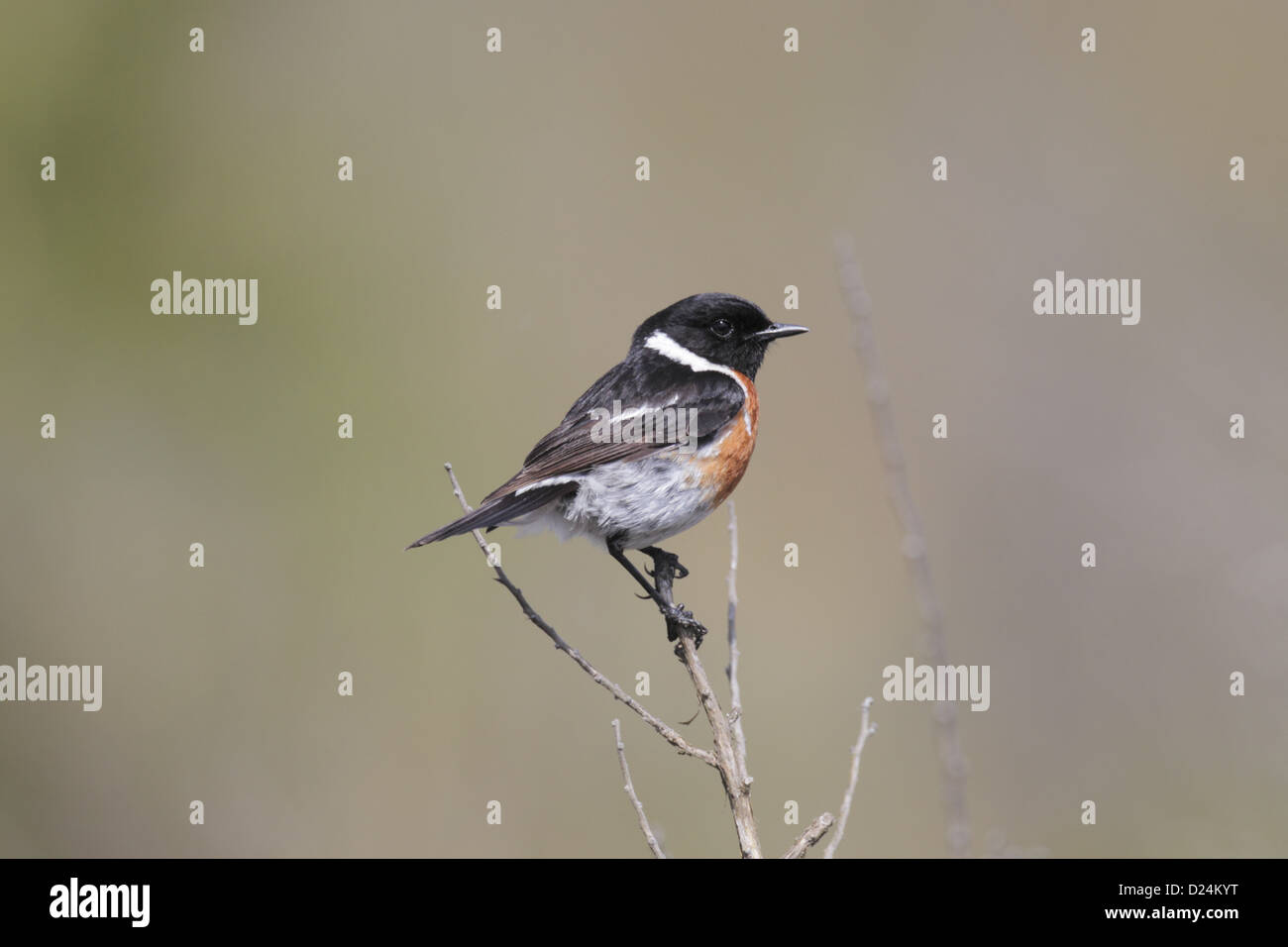 African Stonechat (Saxicola torquatus) mâle adulte, perché sur la tige, N.P. Bontebok, Western Cape, Afrique du Sud, septembre Banque D'Images