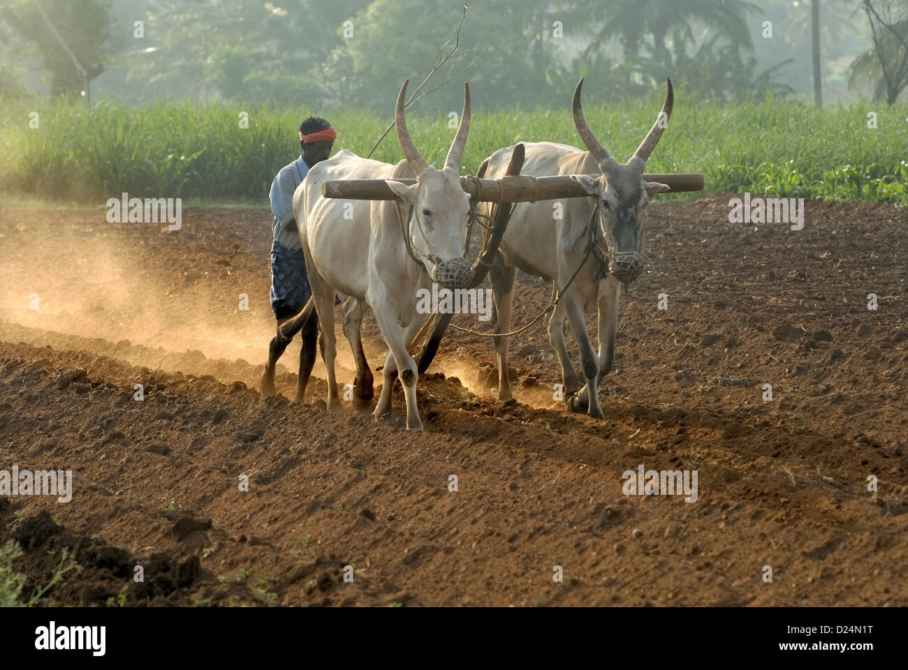 Les bovins domestiques, zébu (Bos indicus) deux taureaux, le labour champ avec le travailleur agricole, Gudallur, Karnataka, Inde, Mars Banque D'Images