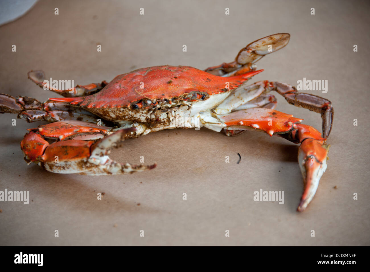 Les crabes cuits à la Maryland avec old bay dans un bol Banque D'Images
