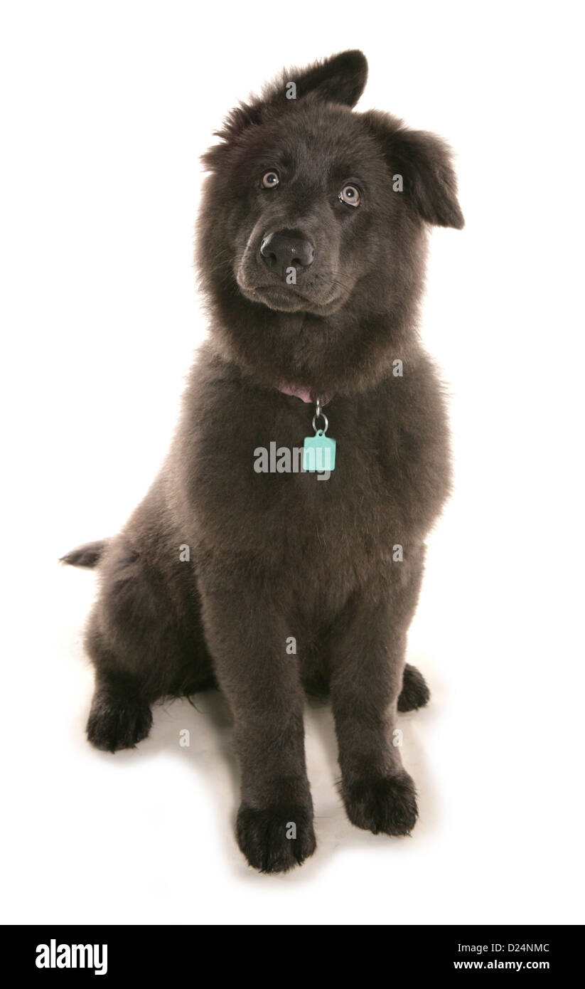 Chien domestique, Chien de Berger Allemand, chiot, assis Banque D'Images