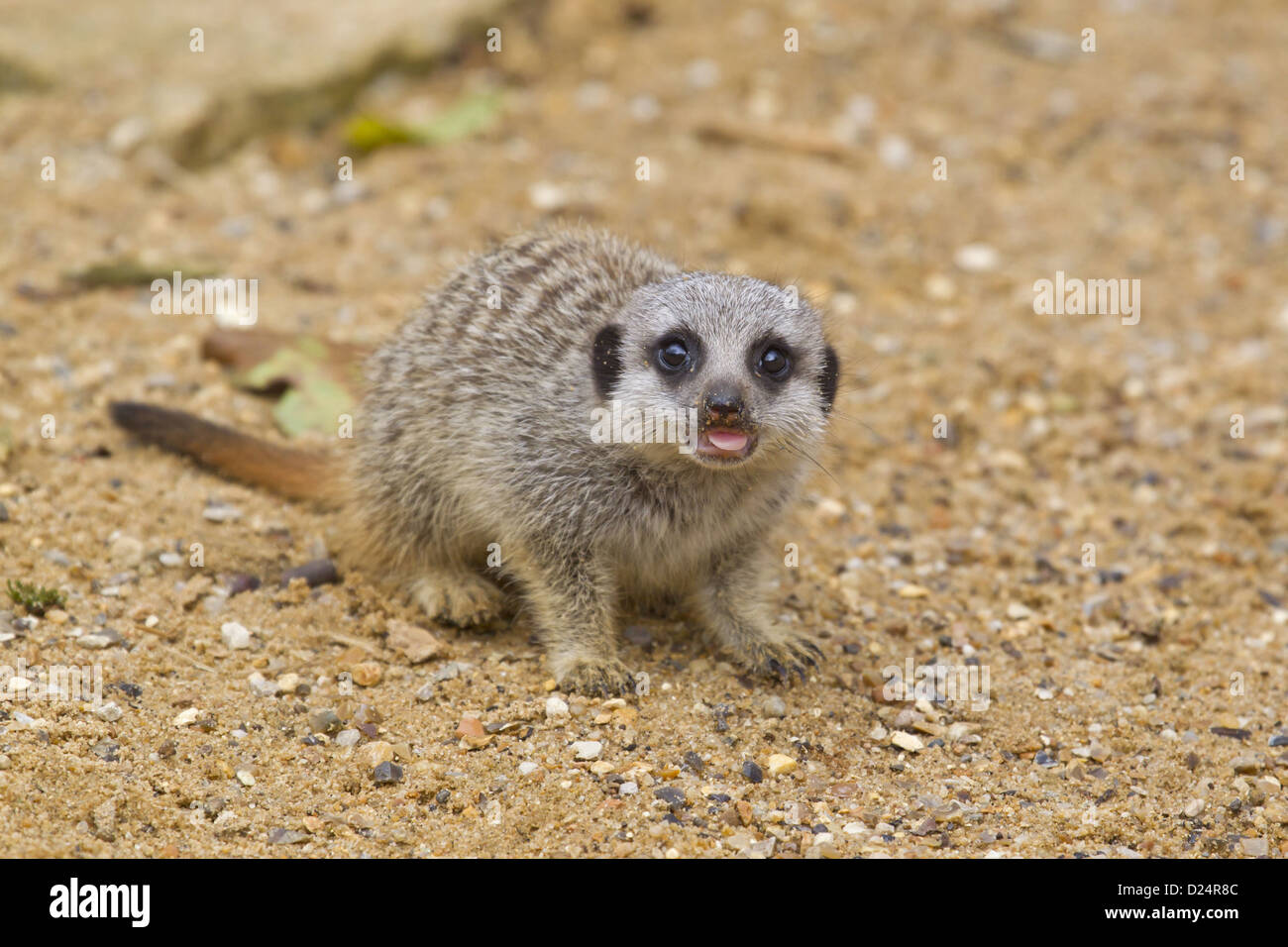 Meerkat (Suricata suricatta) bébé, avec la langue dehors, debout sur le sable (captive) Banque D'Images