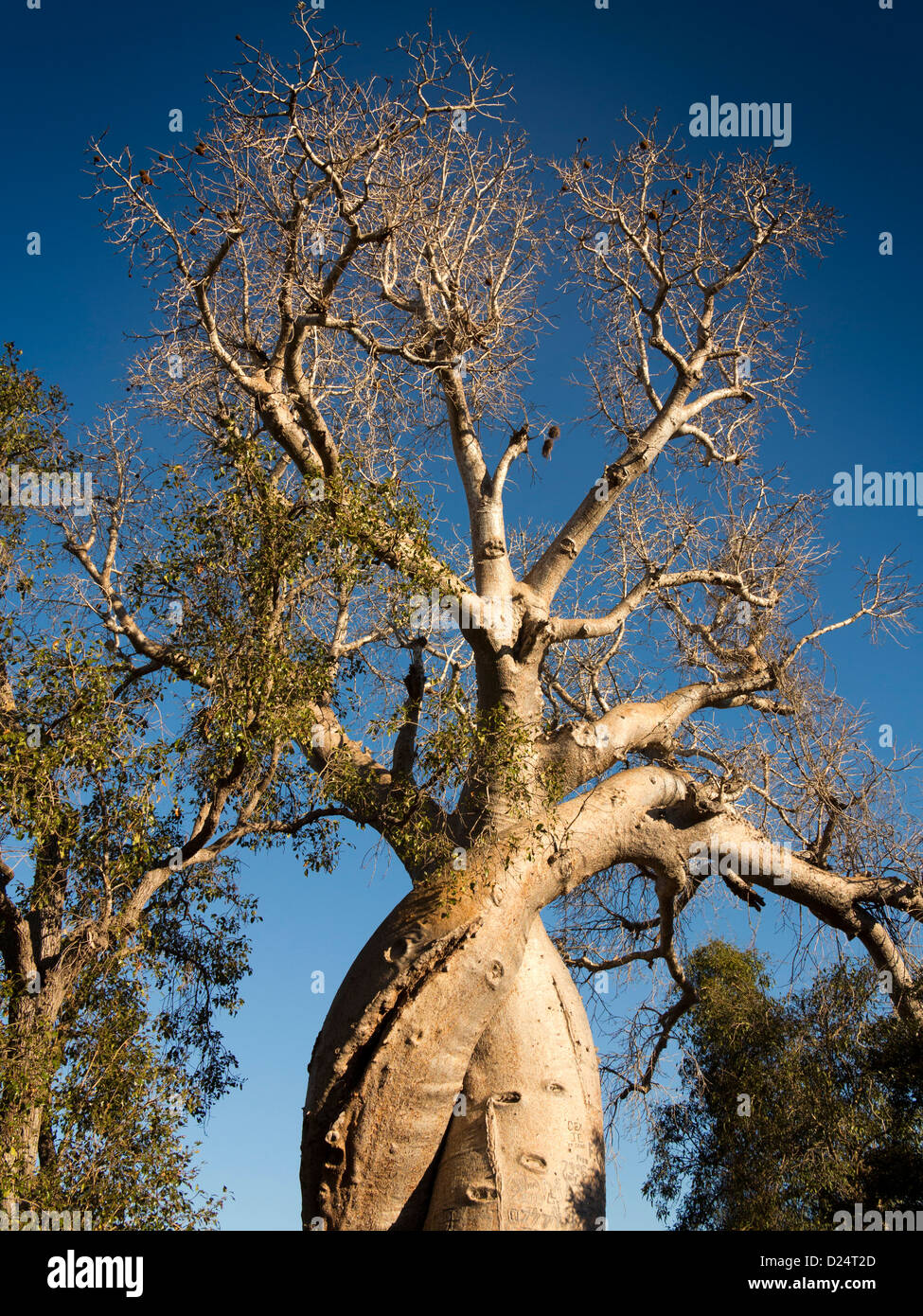 Madagascar, Morondava, les Amants, les Baobabs amoureux, enlacés baobabs Banque D'Images