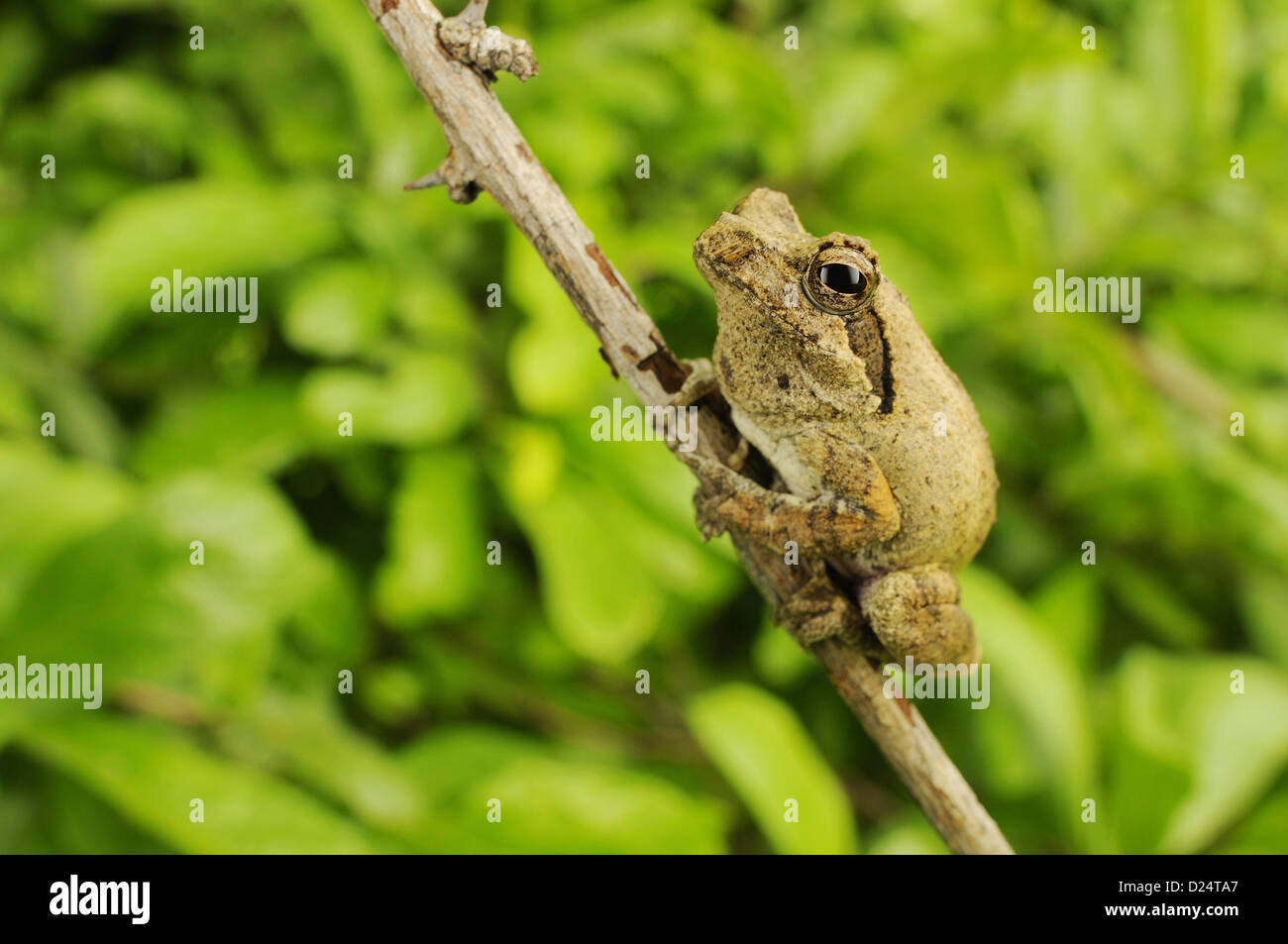 Mousse sud-nest (Chiromantis xerampelina) Treefrog, adultes accrochés à des rameaux, le Ruaha N.P., Tanzanie, janvier Banque D'Images