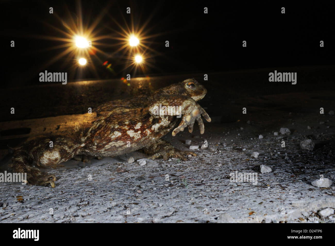 Crapaud commun (Bufo bufo), adultes crossing road avec véhicule qui approchait la nuit, essayant d'atteindre le site de reproduction, l'Italie, mars Banque D'Images