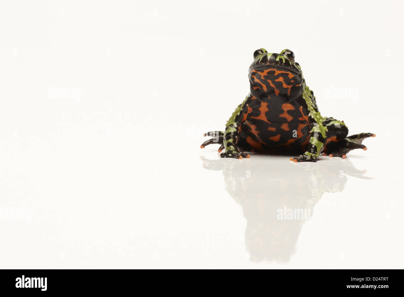 Feu Oriental-bellied Toad (Bombina orientalis), adultes en captivité (assis) Banque D'Images