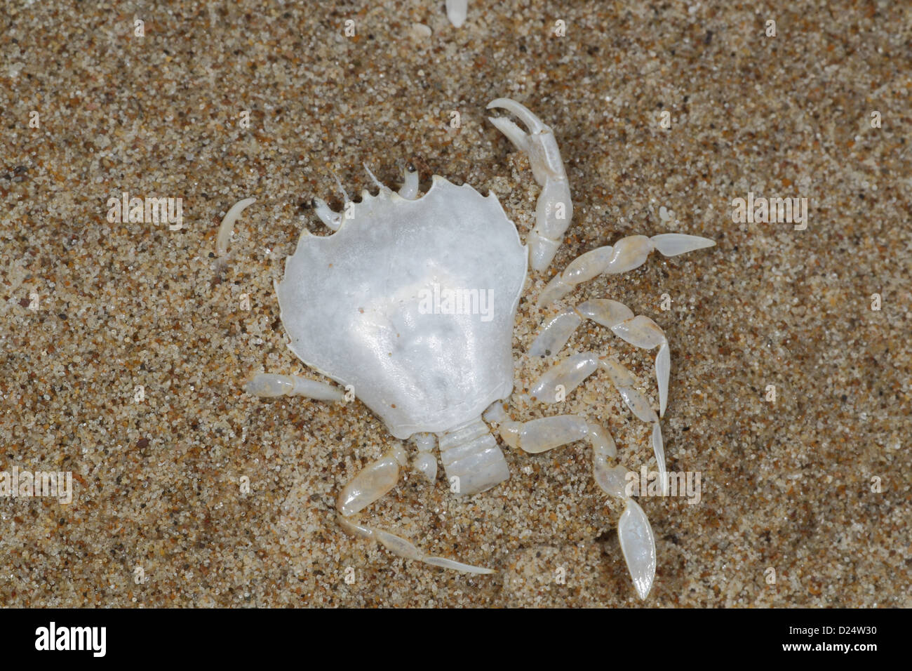 La piscine de Pennant (crabe Portumnus latipes) mue, le rivage de la plage, la péninsule de Gower, Glamorgan, Pays de Galles, août Banque D'Images