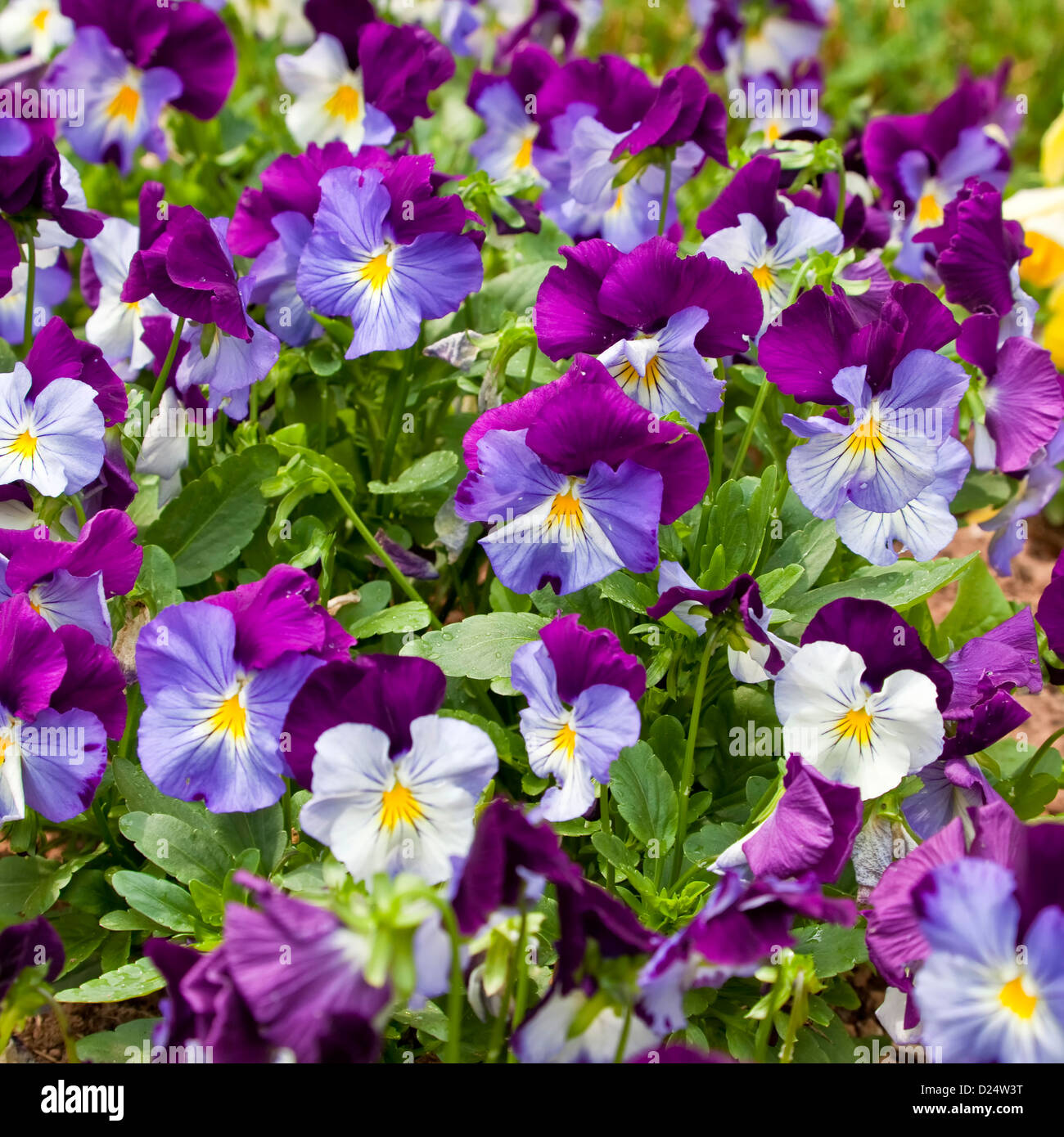 Altos colorés dans le jardin d'été. Banque D'Images