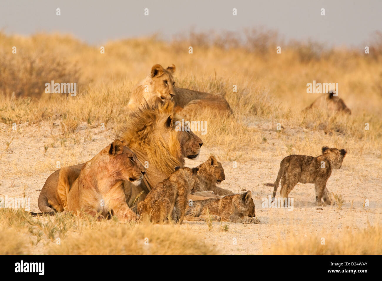 La fierté du lion, Panthera leo, fierté de la famille de lions mâles et femelles avec oursons Banque D'Images
