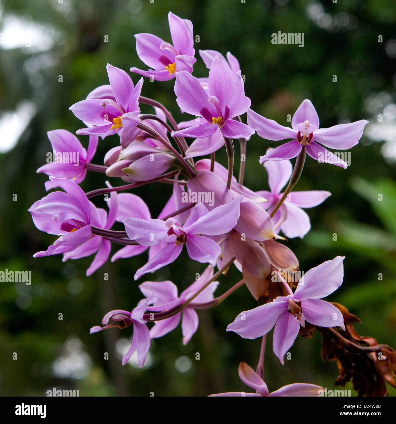 Fleurs, Bougainville, en Papouasie-Nouvelle-Guinée Banque D'Images