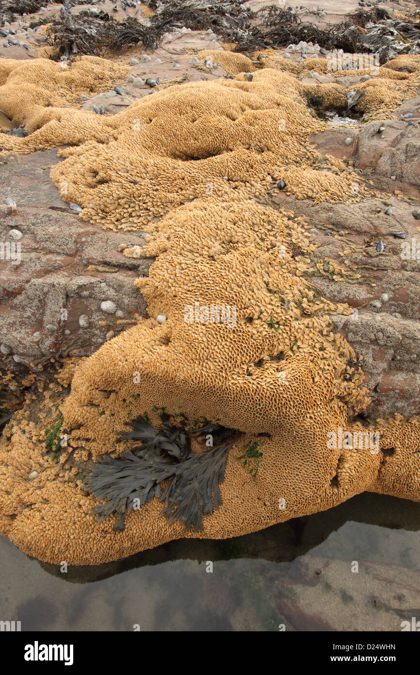 Sabellaria alveolata (ver de Honeycomb) colonie de corail du tube, sur la côte rocheuse exposée à marée basse, Bude, Cornwall, Angleterre, octobre Banque D'Images
