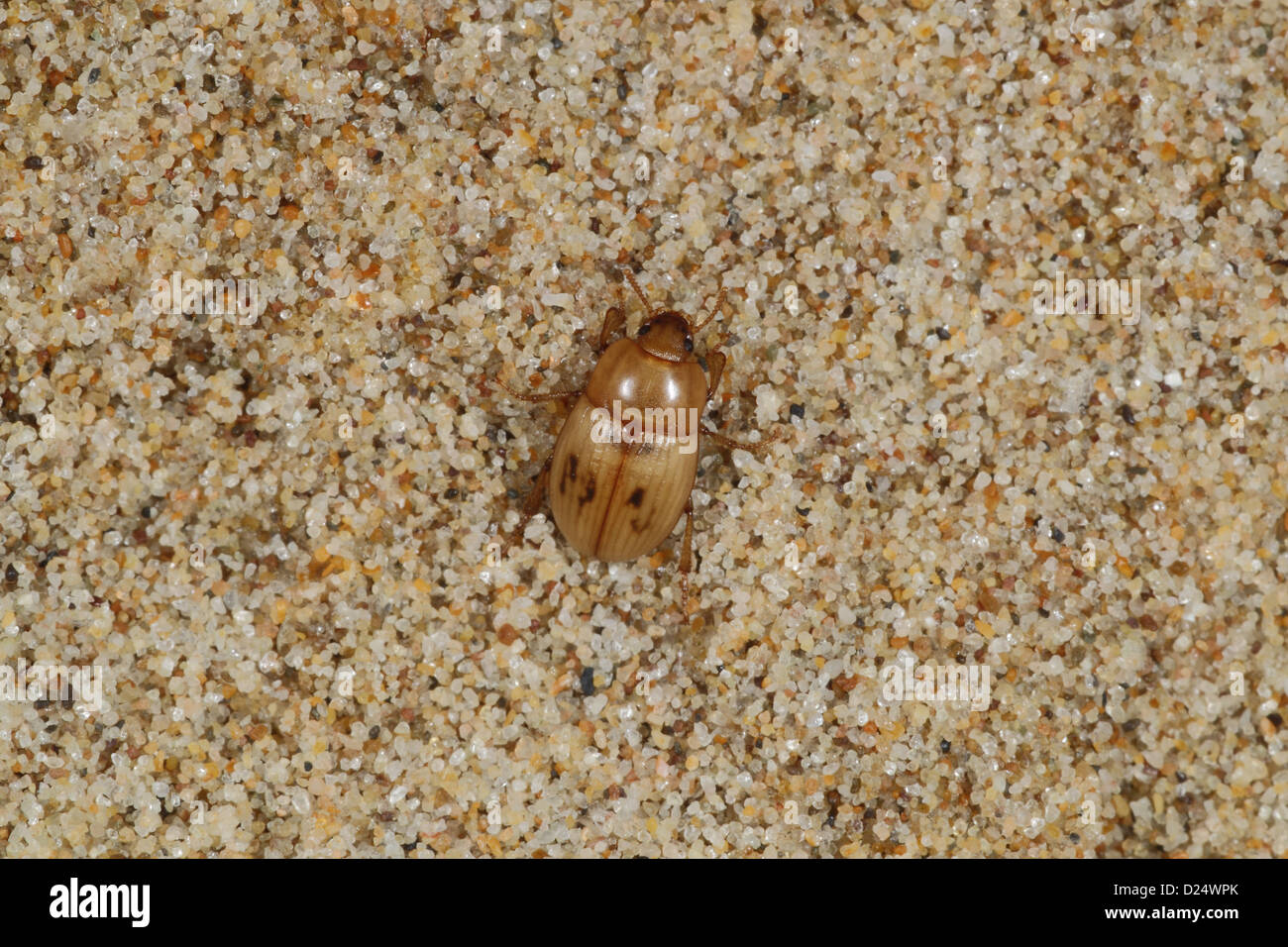 Darkling Beetle (Phaleria cadaverina) adulte, sous les débris de rivage sur plage, la péninsule de Gower, Glamorgan, Pays de Galles, août Banque D'Images