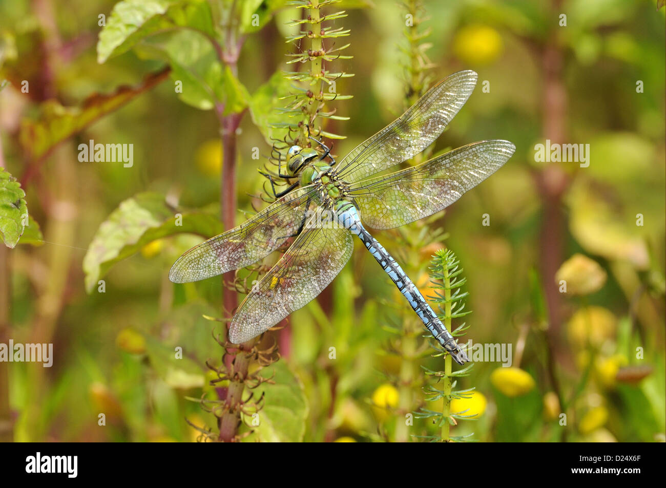 Libellule Anax imperator (Empereur) mâle adulte, reposant sur des Marestail (Hippuris vulgaris), Oxfordshire, Angleterre, juin Banque D'Images